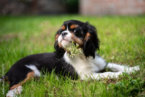 Cavalier king charles spaniel tricolor puppy. puppy lying on grass in garden with flower in mouth, looking at camera
