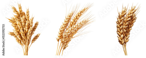 Golden Wheat Ears with Rich Texture Isolated on White Background, isolated on transparent background