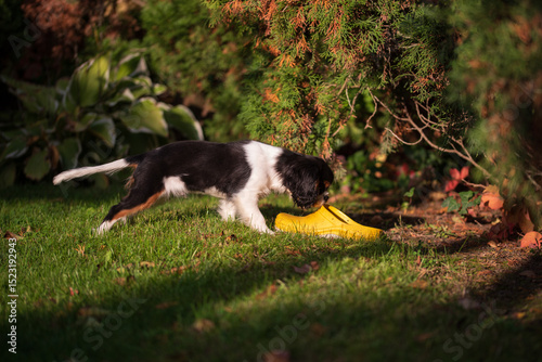 Cavalier king charles spaniel tricolor puppy. puppy sniffs garden shoes in the garden.