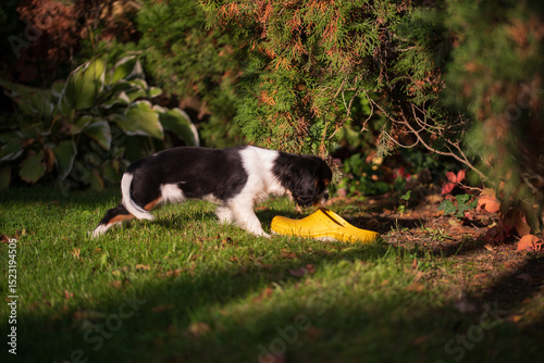 Cavalier king charles spaniel tricolor puppy. puppy sniffs garden shoes in the garden