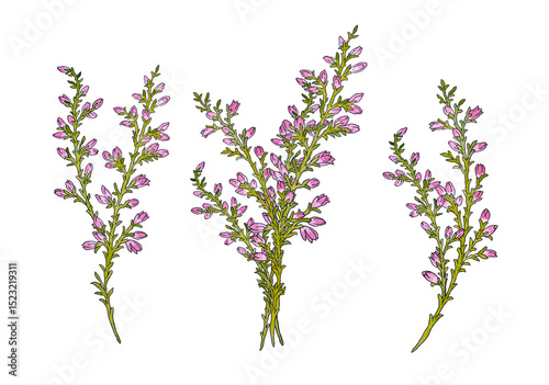 Branch heather mother's day mom vector print purple flowers blossom
