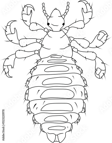 Coloring page with female head louse (Pediculus humanus)