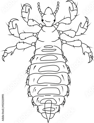 Coloring page with male head louse (Pediculus humanus)