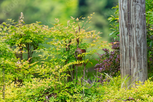 A brown thrasher pair nesting is defending the nest from a snake