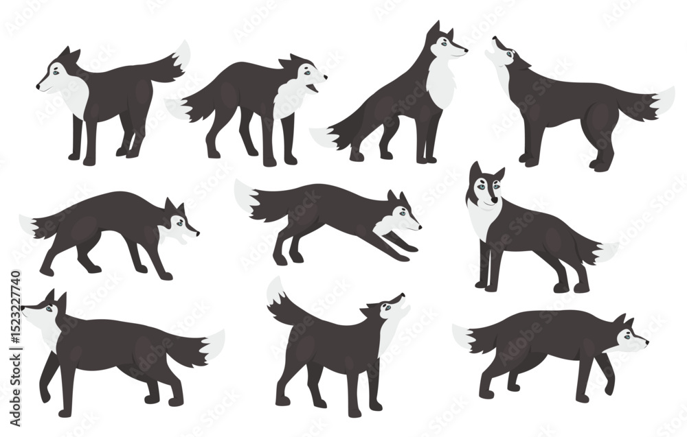 Obraz premium Wolf poses vector illustration set. Cartoon cute wild animal characters standing in different postures clipart collection, wildlife forest predator, furry gray wolves howling isolated on white