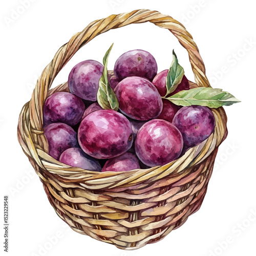 Plum Fruit Basket, watercolor drawing vector, high quality, isolated on a white background.