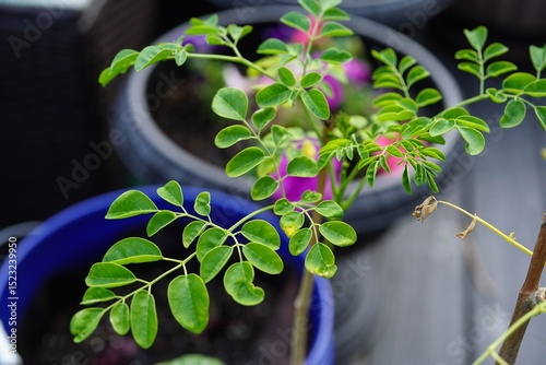Moringa or Muringa plant growing in a bucket - deck gardening conecpt