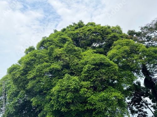 Tropical Foliage of Historic Malacca