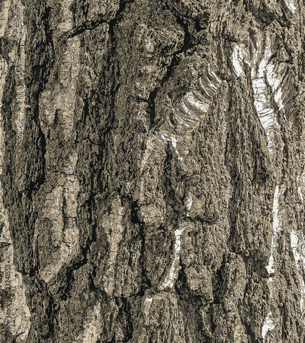 Illustration of Birch bark texture. The texture of birch bark. Birch bark background. Birch tree trunk, Betula pendula.