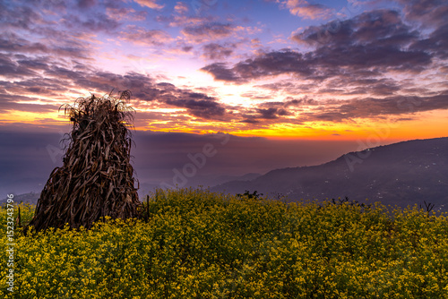 sunrise over the field