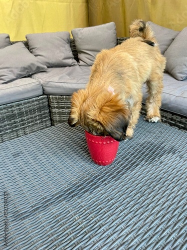 Obraz na płótnie Golden Tibetan Terrier Puppy Drinking Tea from Cup on Table