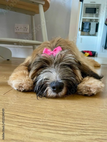 Fotografie Sleeping Tibetan Terrier Puppy with Pink Bow Lying on Floor