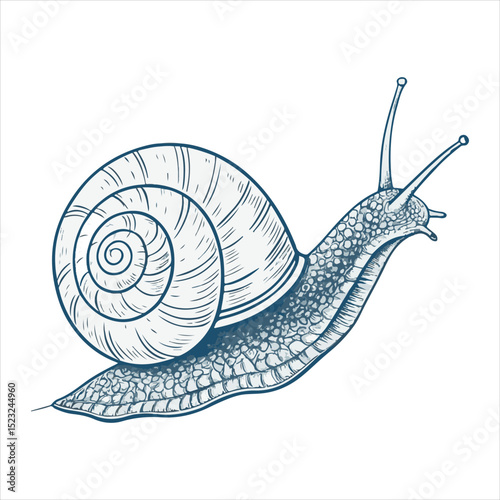 Snail vector illustration, cartoon clipart character, animal in flat style. Wild animals, wild creatures, wildlife concept. Snail vector design isolated on white backgroun.