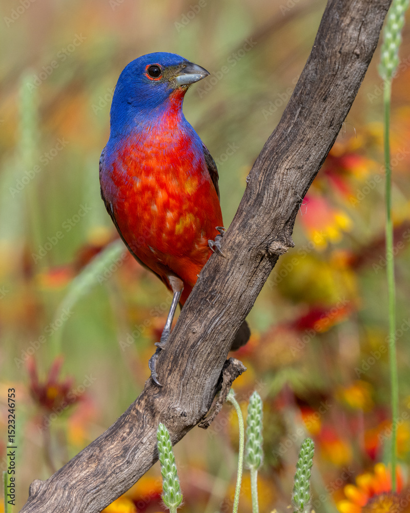 Obraz premium A Male Painted Bunting perched on a branch with colorful wildflowers in the background.