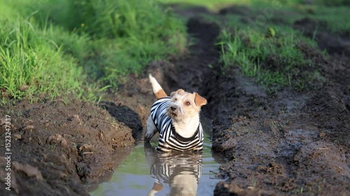 A dog in a striped shirt stands in a puddle. The pet is covered in mud and dirt. A Jack Russell Terrier plays in a hole with water. Flies and mosquitoes fly over the animal. Car tracks. Sunset sun