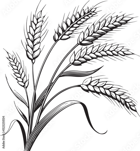 Wheat Vector Illustration, Sketch Drawing Line Linear Symbol Icon Engraving Coloring Book, Hand-drawn Black and White Isolated
