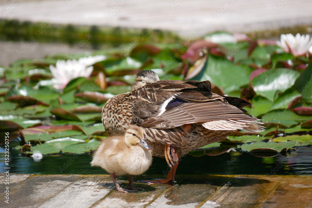 Fototapeta premium A female duck with cute little duckling at the wooden bridge in a pond covered with water lilies
