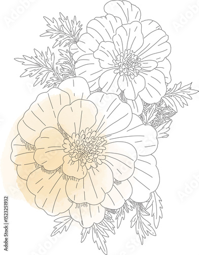 Wallpaper Mural Gentle Watercolor Line Art of Two Marigold Flowers Torontodigital.ca