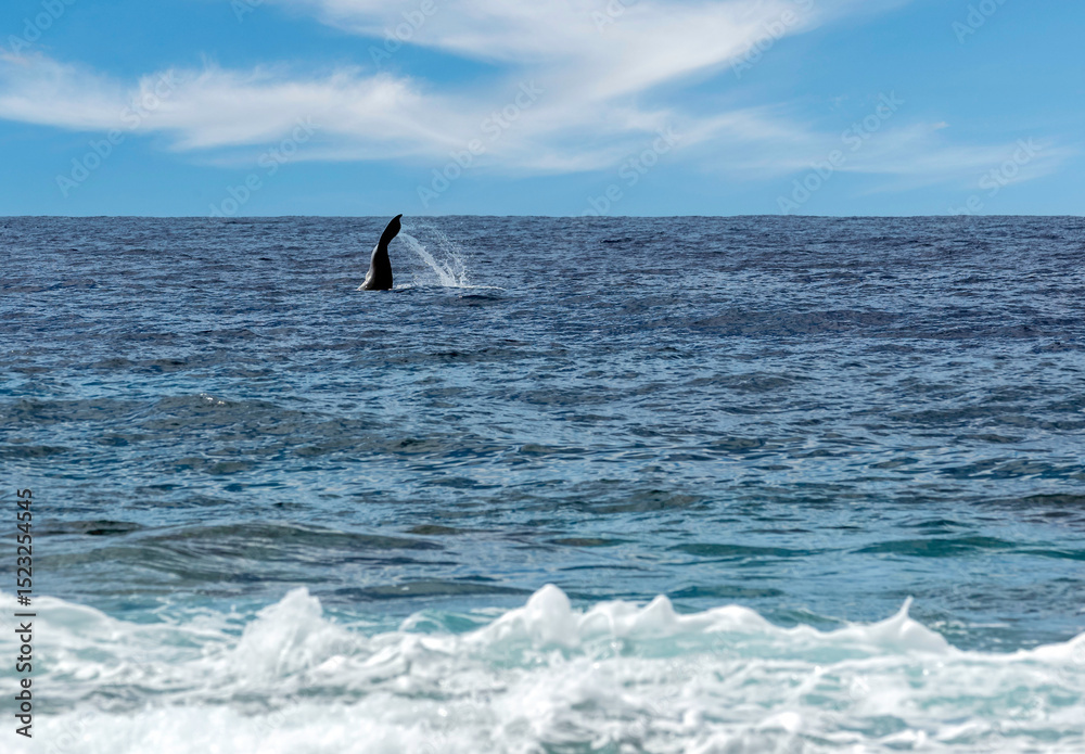 Naklejka premium Baleine dans les eaux polynésienne 