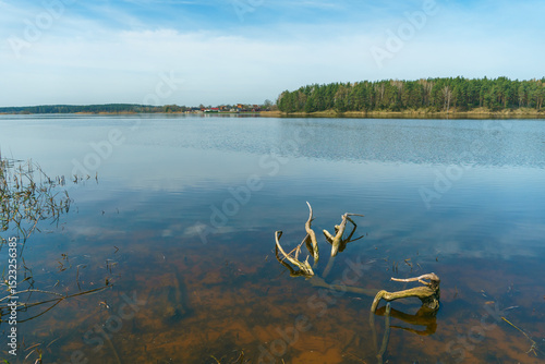Sunny summer landscape on the lake. Picturesque dry branches and stumps sticking out of the water. Reflection of the sky and clouds in the water.