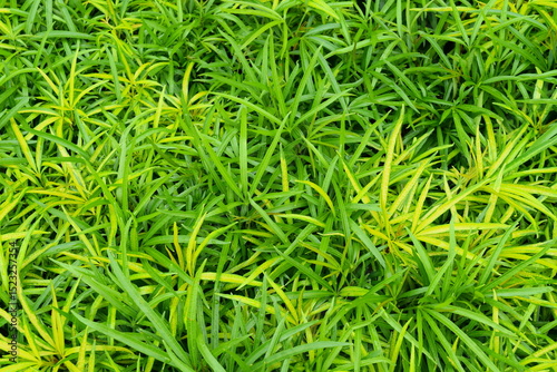 Malacca’s Vibrant Green Grass