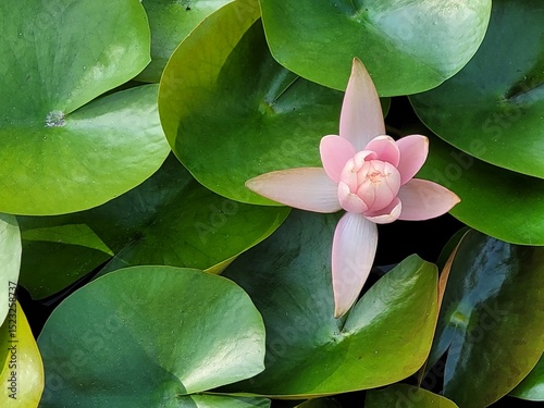 Beauty pink water lily, water lily, lily pond. 