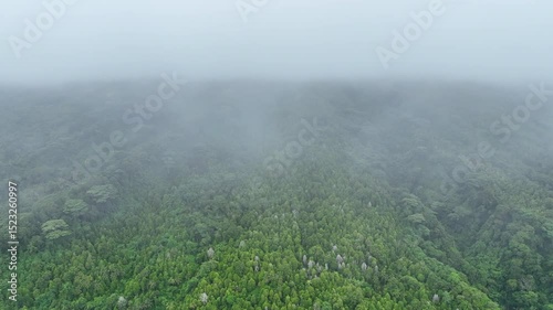 Low clouds enshroud the rainforest-covered slopes of Mokian Island, just off the west coast of Halmahera in Indonesia. This tropical region is known for its spectacular biodiversity.