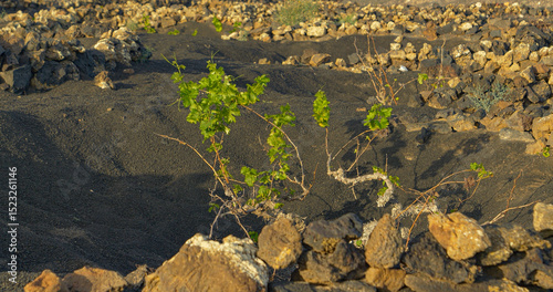 CLOSE UP: Grapevine sprouts from black volcanic soil within a traditional stone enclosure that protects the plants from wind and drought. Traditional desert farming method typical for Canary Islands. photo