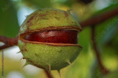 Green chestnuts hanging from the chestnut tree with green leaves.