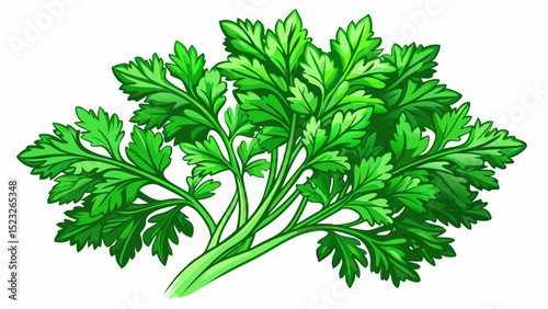 a fresh bunch of fresh parsley with vibrant green color on a white isolated background, fragrant and fresh design