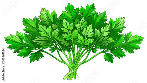 a fresh bunch of fresh parsley with vibrant green color on a white isolated background, fragrant and fresh design