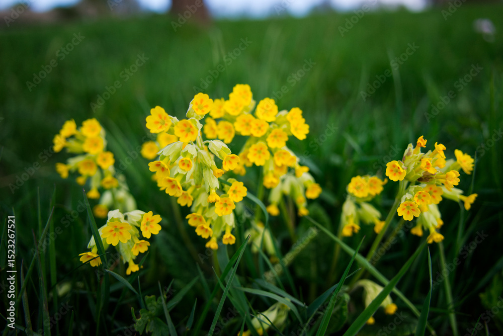 Fototapeta premium Yellow Cowslips Blooming in Spring Grass