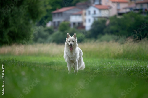 Portrait d'un chien mâle adulte de race berger blanc suisse dans un parc photo