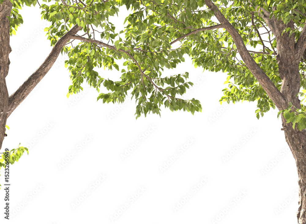 Fototapeta premium Various types of tree branch plants bushes shrub and and small plants isolated 