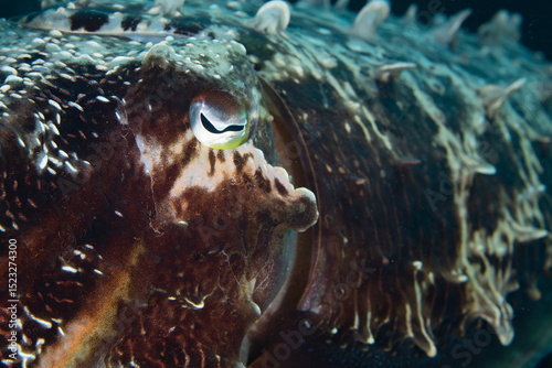 Broadclub cuttlefish, Sepia latimanus, often found on tropical coral reefs throughout the Indo-Pacific, have good eyesight. They have the ability to perceive 3-dimensional scenes due to their pupil.