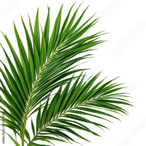 Lush Green Palm Leaves Isolated on White Background for Nature and Tropical Themed Designs and Projects