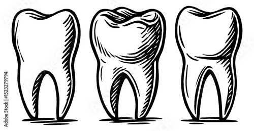Illustration of Three Teeth in Black and White Line Art Style, Isolated Against White Background