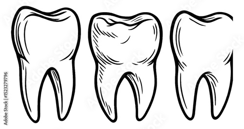 Three Teeth Outline Illustration in Black and White Detailed Line Art Drawing