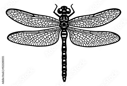 Black Dragonfly Illustration on White Background with Detailed Wing Veins