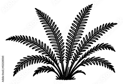Fern plant illustration in black and white, isolated on white background.