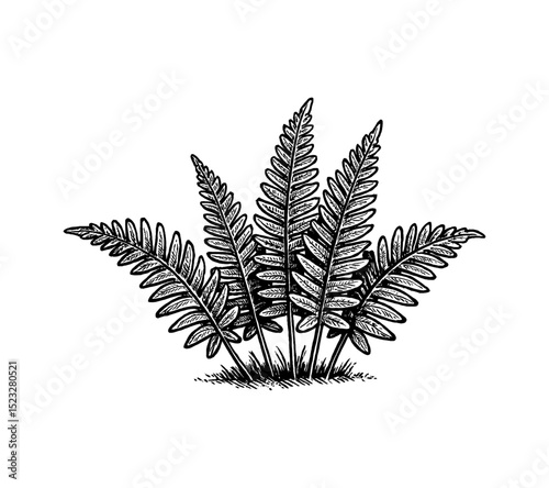 Illustration of fern plant with detailed line art in black and white, isolated on white background