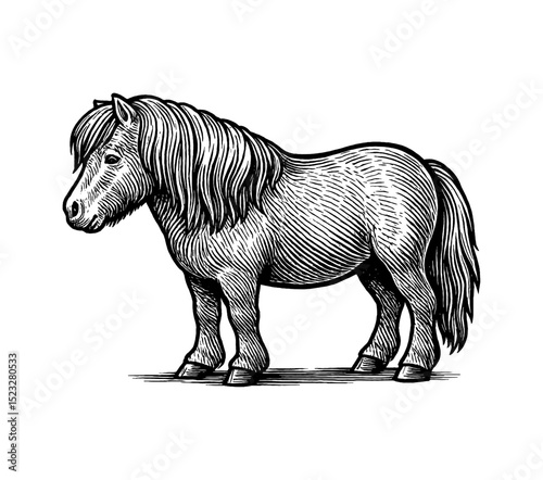 Engraved Illustration of Pony Standing in Profile on White Background