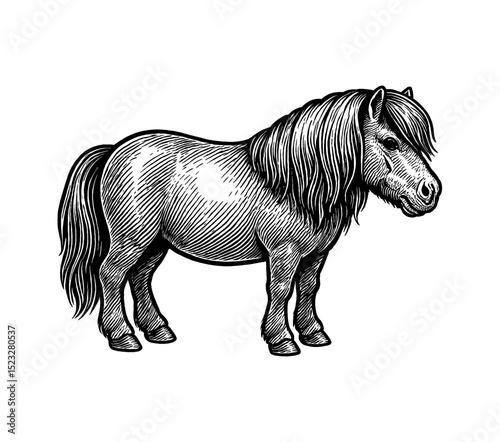 Engraved Illustration of a Pony Standing in Profile, Black and White