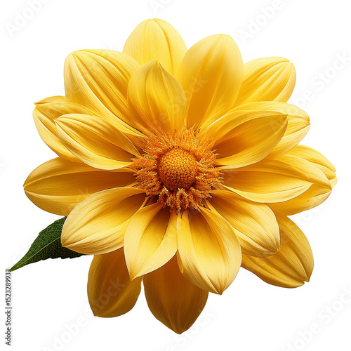 Un flor amarillo en fondo blanco