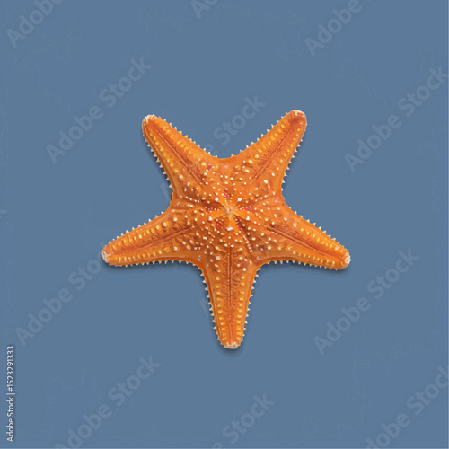 Orange Starfish Isolated on Light Blue Background

