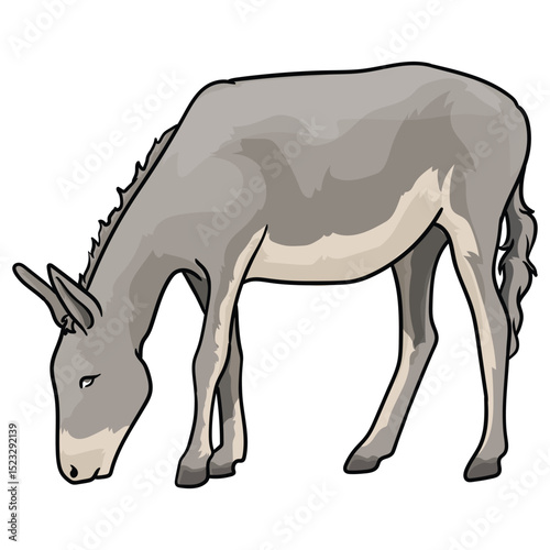 donkey or mule with separate white background