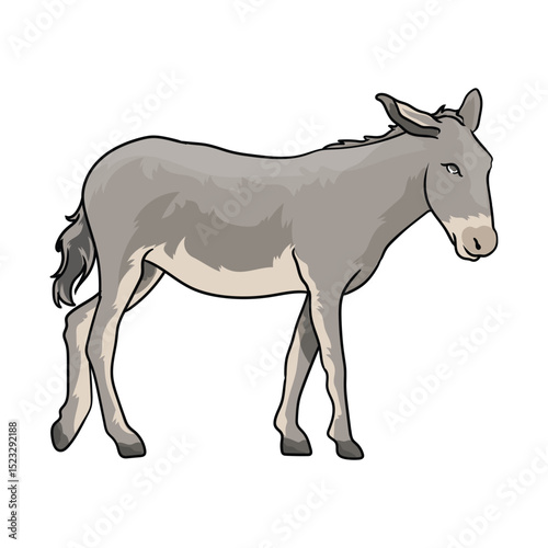 male donkey or mule with separate white background