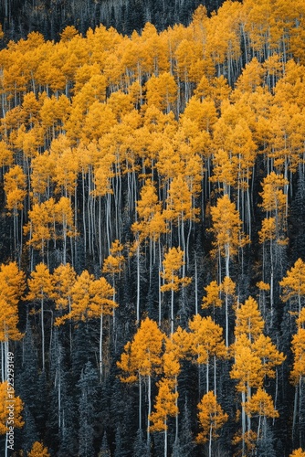 Aerial view of a hillside densely populated with tall, slender trees; vibrant golden autumn foliage contrasts sharply against a backdrop of dark evergreens