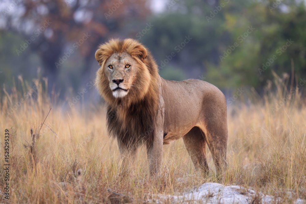 Lion in Tall Grass Lion in Tall Grass
