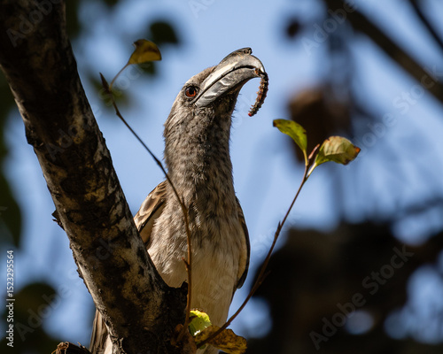 An African grey hornbill with a fat caterpillar for a snack - Pretoria, South Africa. photo